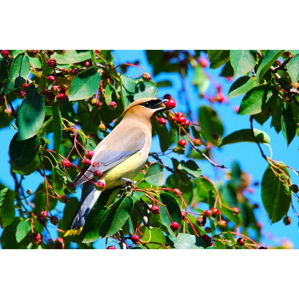 Handcrafted Parchment Craft card pair of waxwings in berry bush any occasion 